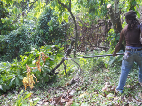 Free cocoa farm pruning begins this week