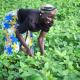Uganda: OPEC Fund signs $30m Loan to enhance Productivity for Smallholder Farmers