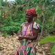 Fairtrade, Africa, climate action, farmer livelihoods