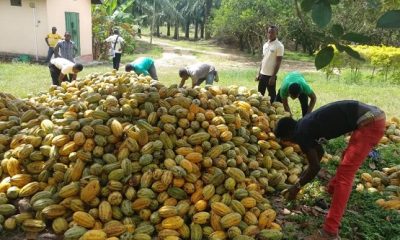 Cocoa farmers, Al Jazeera, child labour