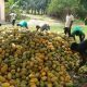 Cocoa farmers, Al Jazeera, child labour