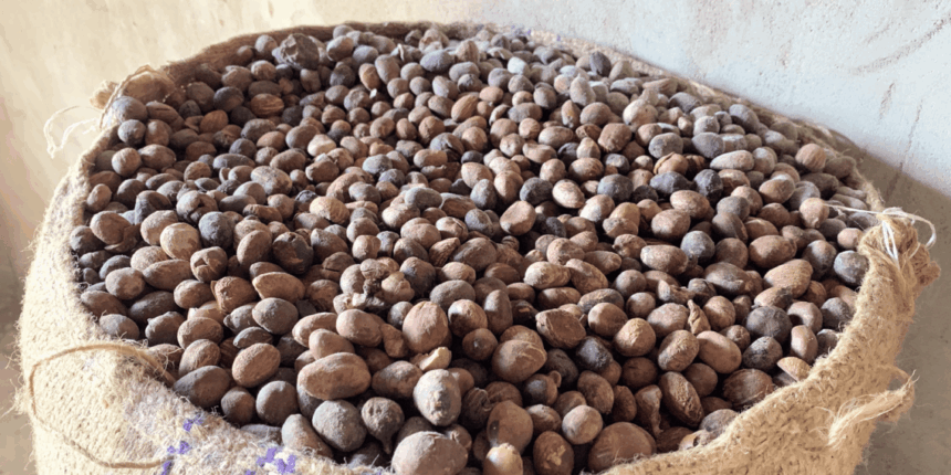 shea, 24-hour economy