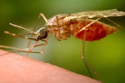 China, chikungunya virus, mosquito
