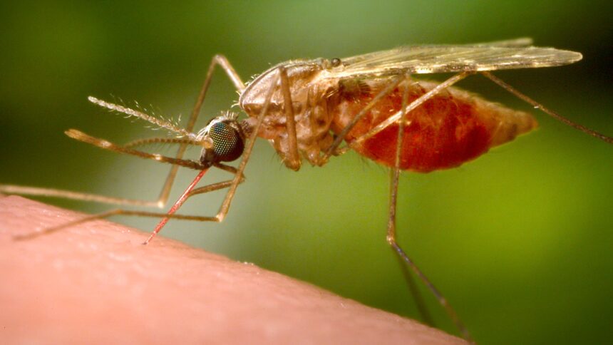 China, chikungunya virus, mosquito