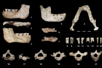 Human Fossils Unearthed in Casablanca Shed New Light on a Key Phase of Human Evolution