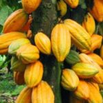 COCOBOD, Côte d’Ivoire, Cocoa