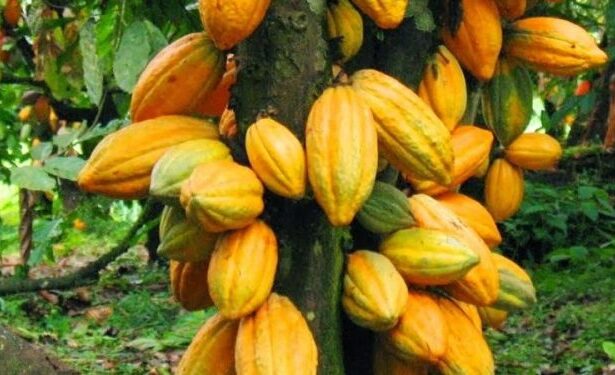 COCOBOD, Côte d’Ivoire, Cocoa