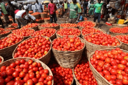 Ghana, Tomatoes