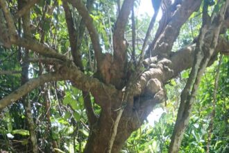 RoNAG, Atatem, Environment,