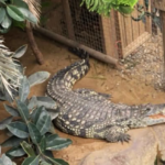 crocodile attack