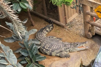 crocodile attack