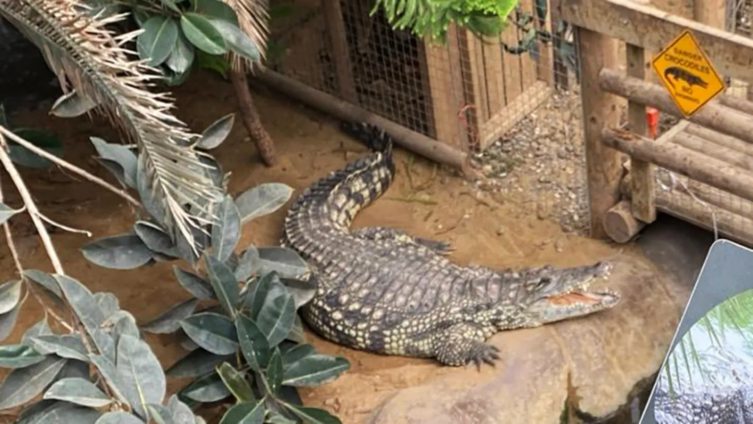 crocodile attack