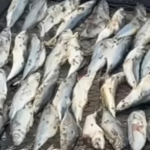 FDA, contaminated fish