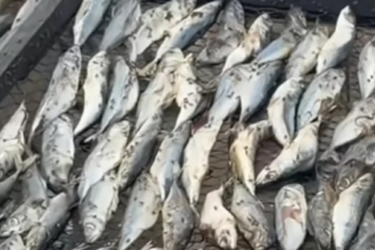 FDA, contaminated fish