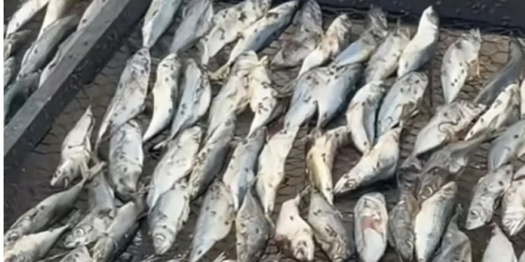 FDA, contaminated fish