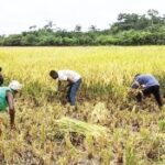 Peasant farmers, rice