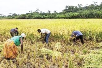 Peasant farmers, rice