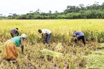 Peasant farmers, rice