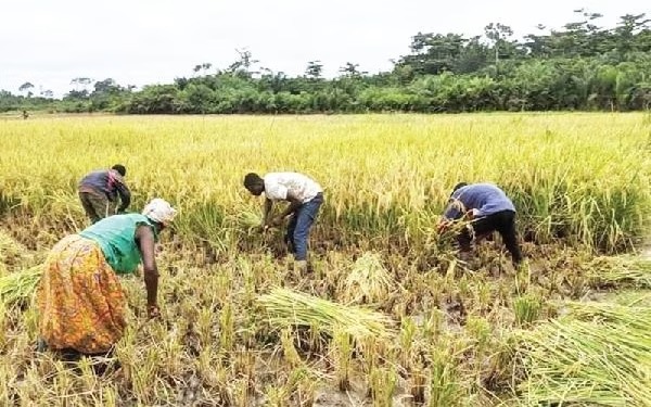 Peasant farmers, rice