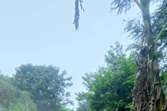 Zoomlion, Disinfestation, Ahafo Region