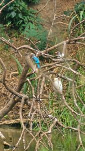 MTN Ghana, Ghana Wildlife Society, Bird, biodiversity