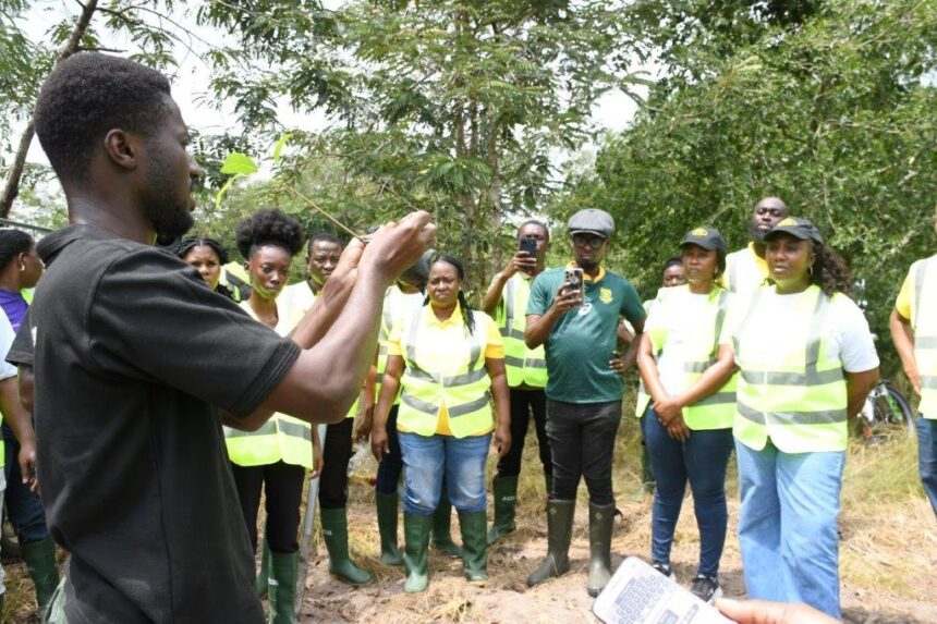 MTN Ghana, Forestry Commission, Rainforest Alliance, Chipa Forest Reserve